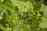 Sweet cicely <BR>Anise-root <BR>longstyle sweetroot